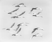 Migrating Swans