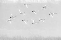 Follow The Leader
