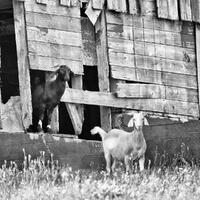 Two Goats And A Sparrow
