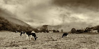 Vermont Paddock