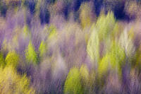 Colors Of Spring