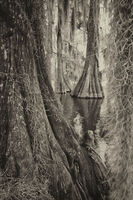 Where The Moss Grows