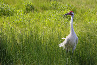 Whooping Crane