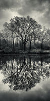 Winter Reflection