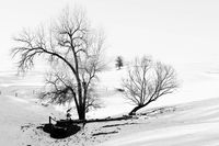 Three Trees