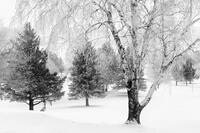 Birch And Evergreens