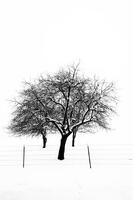 Winter Orchard