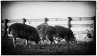 Amish Sheep