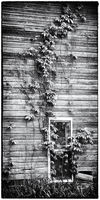 Barn Vines