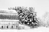 Winter's Serenity