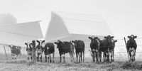 Curious Cows