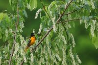 Member Of The Dawn Chorus