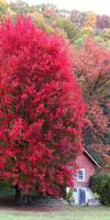 Garden Maple