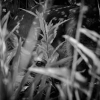 Hidden