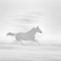 Homeward Bound Series Two