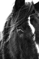 Inquisitive Eye
