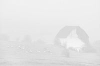 Misty Morning