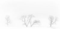 White Mist