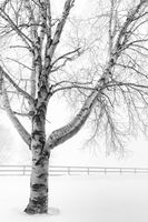 Winter Aspen