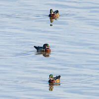 Trio Of Wood Ducks