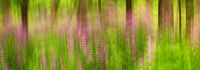 Wild Phlox