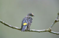 Yellow-rumped Warbler