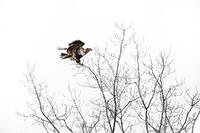 Treetop Landing