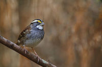 White-throated Sparrow