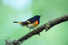 American Redstart