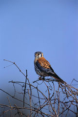 American Kestrel