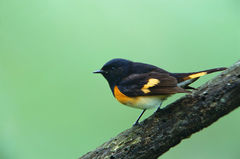 American Redstart