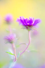 Aster