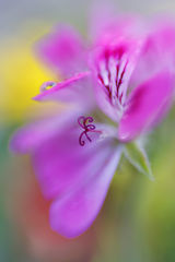 Awashed In Dew