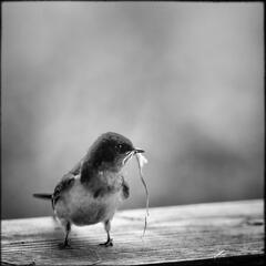 Barn Swallow