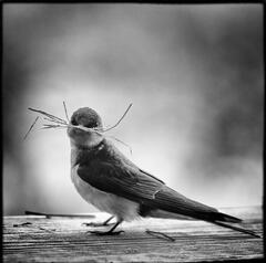 Barn Swallow