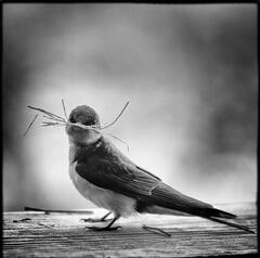 Barn Swallow