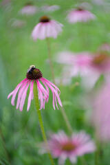 Soft Landing
