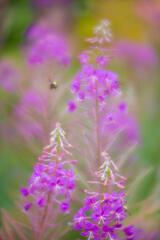 Among The Fireweed