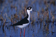 Black-necked Stilt