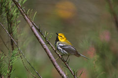 Black-throated Green Warbler