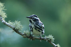 Black And White Warbler