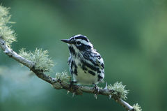 Black And White Warbler