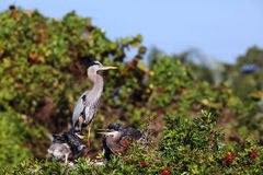 Great Blue Heron With Chicks