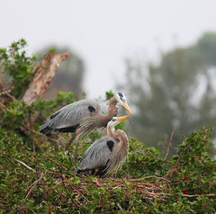 Great Blue Heron 