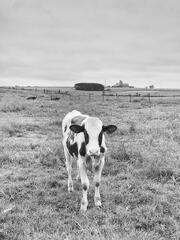 Curious Calf