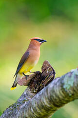 Cedar Waxwing