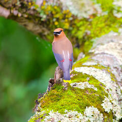 Cedar Waxwing
