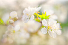 Awakening