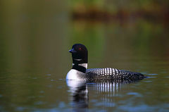 Common Loon