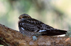 Common Night Hawk